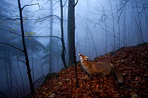Red Fox (Vulpes vulpes) looking up a young tree trunk in misty woodland. Black Forest, Germany, November.
