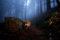 Red Fox (Vulpes vulpes) in misty woodland. Black Forest, Germany, November.