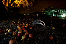 Badger (Meles meles) under a garden apple tree at night. Freiburg im Breisgau, Germany, November.