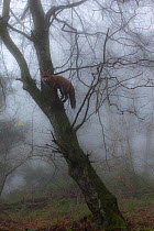 Red Fox (Vulpes vulpes) climbing in tree. Black Forest, Germany, November.