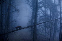 Red Fox (Vulpes vulpes) walking along a fallen trunk in misty forest. Black Forest, Germany, November.