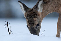 Roe Deer (Capreolus capreolus) foraging for grass under snow. Black Forest, Germany, December.