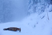 Red Fox (Vulpes vulpes) in thick snow. Black Forest, Germany, November.