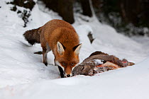 Red Fox (Vulpes vulpes) investigating  Roe Deer carcass (Capreolus capreolus). Black Forest, Germany, November.