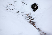 Badger (Meles meles) hiding in a drainage tunnel by a snowy stream. Black Forest, Germany, December.