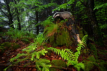Badger (Meles meles) standing on rock on forest floor. The Black Forest, Germany, May.