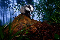 Young Badger (Meles meles) in misty forest. The Black Forest, Germany, May.