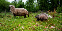 Badger (Meles meles), back arched and fur on end, chases away Shropshire sheep. The Black Forest, Germany, May.