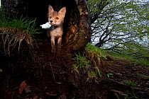 Young Red Fox (Vulpes vulpes) in a hollow tree. Black Forest, Germany, May.