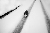 Badger (Meles meles) walking along tracks in snow on a road. Black Forest, Germany, December.