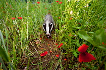 Badger (Meles meles) eating mouse in poppy field. The Black Forest, Germany, June.