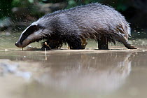 Badger (Meles meles) walking through water. The Black Forest, Germany, May.