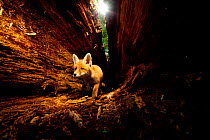Red Fox (Vulpes vulpes) investigating hollow tree. Black Forest, Germany, May.