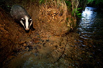 Badger (Meles meles) approaching river to drink. The Black Forest, Germany, May.
