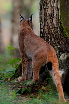 Lynx (Lynx lynx) looking around a tree trunk. Hannau, Germany, September. Captive