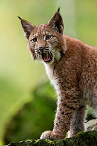 Lynx (Lynx lynx) cub calling. Hannau, Germany, September. Captive