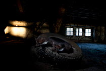 Two Beech Marten (Martes foina) in car tyre in a shed. Black Forest, Germany, May.