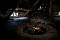 Two Beech Marten (Martes foina) hiding in car tyre in a shed. Black Forest, Germany, May.