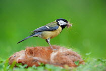 Great Tit (Parus major) taking fur from dead squirrel for nesting material. Black Forest, Germany, May.