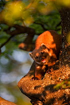 Pine Marten (Martes martes) in a tree. Black Forest, Germany, May.