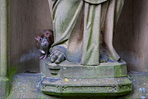 Common brown rat (Rattus norvegicus) behind a statue. Freiburg im Breisgau, Germany, June.