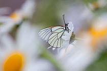 Cabbage White Butterfly (Aleyrodes protelella) on daisies. Black Forest, Germany, June.