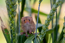 Pygmy / Ural Field Mouse (Apodemus uralensis) on ear of barley. Black Forest, Germany, July.