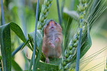 Pygmy / Ural Field Mouse (Apodemus uralensis) on ear of barley. Black Forest, Germany, July.