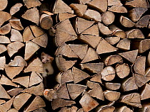 Beech Marten (Martes foina) looking out from hole in woodpile. Black Forest, Germany, August.