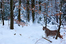 Lynx (Lynx lynx) in snow-bound woodland. The Black Forest, Germany, January. Captive