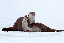 Two Otters (Lutra lutra) playing in snow. Black Forest, Germany, January.