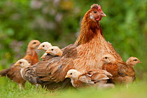 Altsteirer breed hen (Gallus gallus domesticus) with chicks. Black Forest, Germany, August.