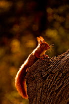 Red Squirrel (Sciurus vulgaris) on a tree. Black Forest, Germany, April.