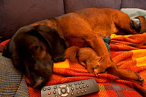 Red Squirrel (Sciurus vulgaris) and hunting dog sleeping together on a sofa. Black Forest, Germany, April.