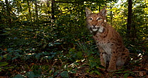 Portrait of Lynx (Lynx lynx) in undergrowth. The Black Forest, Germany, October. Captive