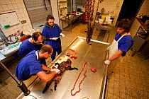 Veterinarians carrying out post-mortem on Wildcat (Felis silvestris). Black Forest, Germany, January.