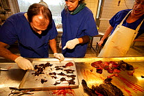 Veterinarians carrying out post-mortem on Wildcat (Felis silvestris) examining rodents in stomach contents. Black Forest, Germany, January.