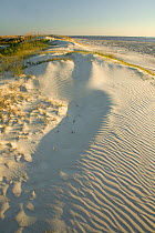 Sand dunes on Saint Simons Island, Georgia, USA, October 2008