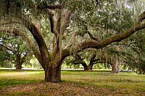 Live oak tree (Quercus virginiana) covered in Spanish moss (Tillandsia usneoides) at Hofwyl-Broadfield Plantation State Historic Site, Georgia, USA, November 2008