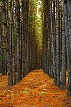 Rows of pine trees in Pine forest plantation along Highway 203, Applin County, Georgia, USA, November 2008