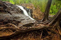 Exposed tree roots beside Lower Gooseberry Falls  along Lake Superior North Shore, Gooseberry Falls State Park, Minnesota, USA, June 2010