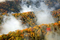 Canopy of autumn trees and rising fog viewed from Webb Overlook along the Newfound Gap Road in Great Smoky Mountains National Park, North Carolina, USA, October 2008