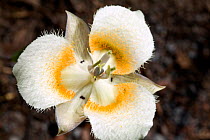Lyall's mariposa lily (Calochortus lyallii) flower, Mount Hood Wilderness area of the Mount Hood National Forest, Oregon, USA