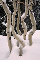 Contorted trunks  of Aspen trees (Populus tremula) in snow, near Brighton in Big Cottonwood Canyon, Utah, USA, February 2010