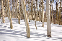 Trunks of Aspen trees (Populus tremula) casting shadows in snow, near Brighton in Big Cottonwood Canyon, Utah, USA, February 2010