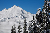 Snow covered trees on Panorama Dome in the Heather Meadows Recreation Area with Mount Baker in the background, Washington, USA, April 2009