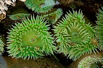 Giant green anemone (Anthopleura xanthogrammica) in tide pool, Olympic National Park, Washington, USA, June