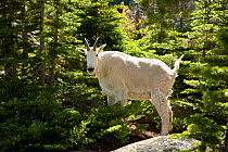 Mountain goat (Oreamnos americanus) in forest, Colchuck Lake in the Alpine Lakes Wilderness, Washington, USA, July