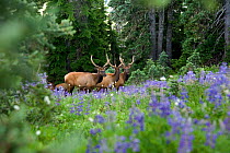 Elk (Cervus canadensis) grazing in meadow along the High Divide in Olympic National Park, Washington, USA, July 2009
