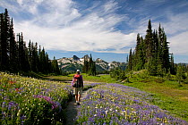 Hiker walking along trail on Mazama Ridge, passing through a field of flowers with the Tatoosh Range in the distance, Mount Rainier National Park, Washington, USA, August 2009
